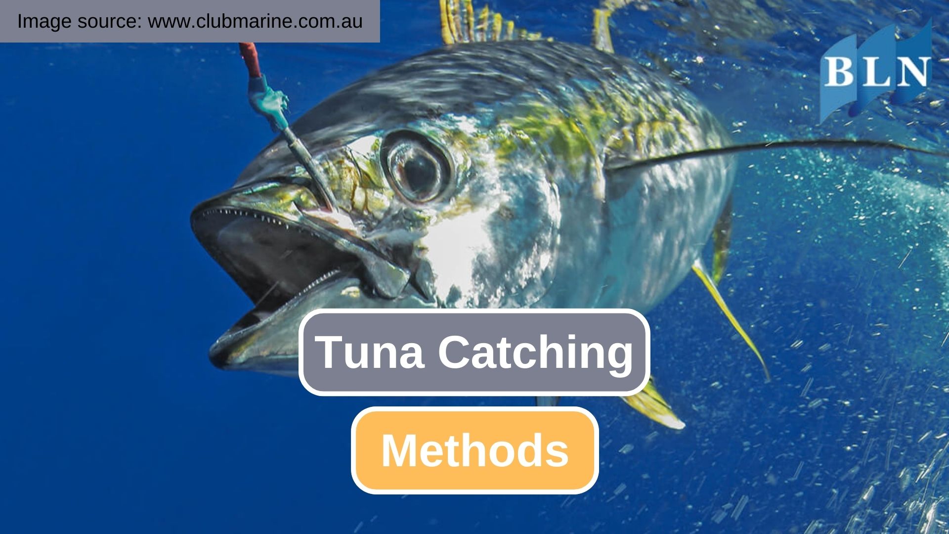 Here Are Some Common Tuna Catching Techniques